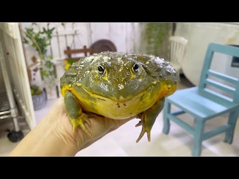 間違えて飼い主を食べようとしちゃう巨大カエル          Giant frog trying to eat its owner by mistake