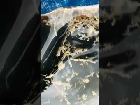 Viên Ngọc Mã Não Lâm Đồng 21kg màu độc lạ 🥰🥰🥰  #gem  #gemstone  #agate  #ngoc  #daquy