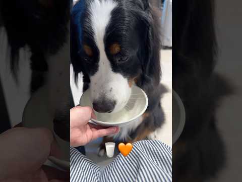 夢中でヤギミルクを飲んでるだけの動画🥛🧡 #バーニーズマウンテンドッグ #大型犬 #asmr
