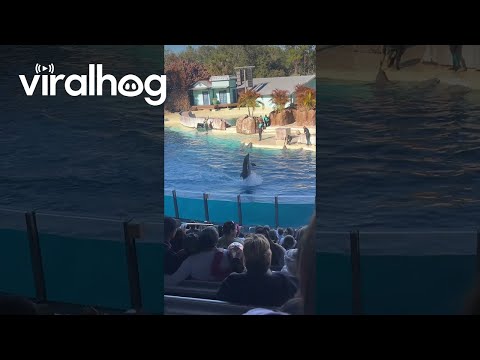 Dolphin Steals the Show at SeaWorld with Perfectly Timed Trick || ViralHog