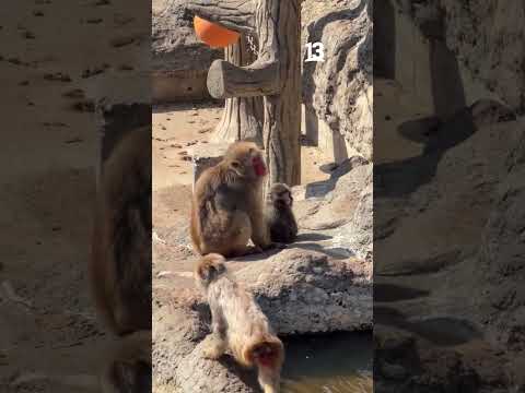 Fue aceptado por un mono mayor 🥹