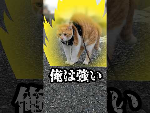 柴犬にイキリ倒すしてスーパーサイア人みたいになる猫#元野良猫チャチャ #猫武将 #ねこ #ネコ #猫 #cat