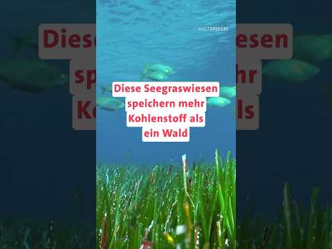 Seegras gegen den Klimawandel