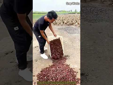 단백질 보충을 <strong>위한</strong> 오리 떼 가재 생먹이 급여 <strong>기술</strong> #worker #process #poultry #agriculture #duckfarm