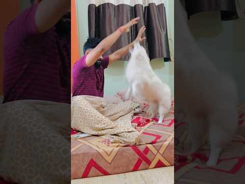 Dog Got Angry While Playing 😡 #DogAttitude #RottweilerLife #DogShorts #yt #ViralReel #TrendingNow