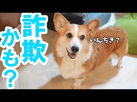 父から詐欺っぽい事を言われても純粋に信じるコーギー犬