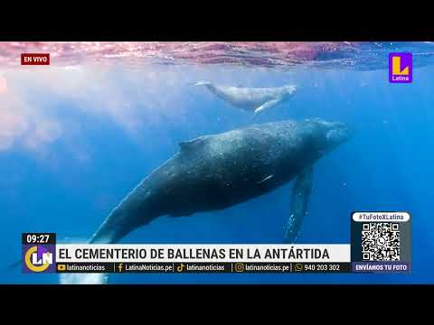¿Cual es la razón detrás del cementerio de ballenas en la antártida?