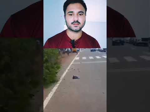 Save Birds Please 🥺🙏#birds #savebirds #humanity #shortvideo #shorts #short #birdspecies #bird #save