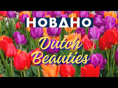 Most beautiful SPRING flowers by HOBAHO Lisse 2024
