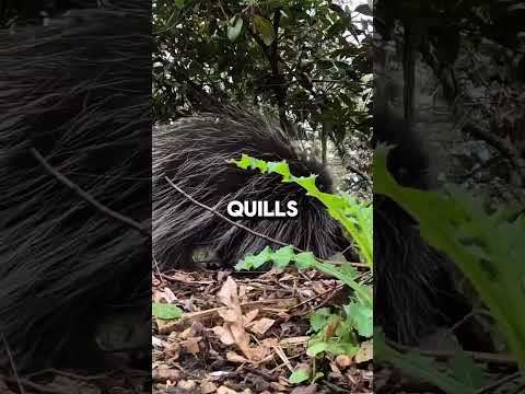 "Why Porcupines Are Cute But Dangerous" #animalfacts