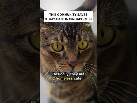 This Community Saves Stray Cats in Singapore #shorts