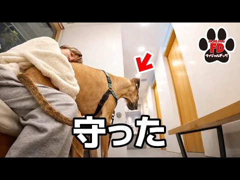 【超大型犬】発作で暴れる中、アルファが守りました