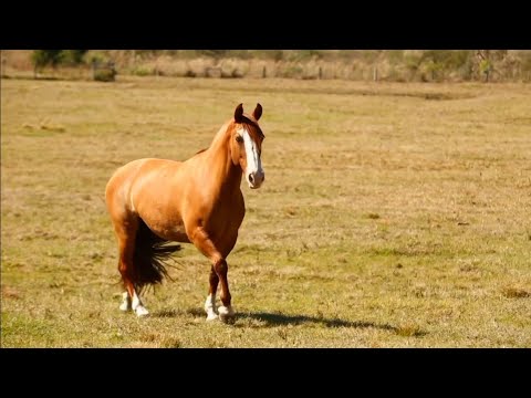 Confira a íntegra do programa Cavalos deste domingo (06)!