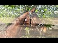 Dressuurpaard Mooie, lichtvoetige merrie te koop