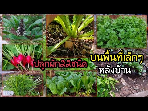 ปลูกผัก22ชนิด-บนพื้นที่เล็กๆหล ปลูกผัก22ชนิด-บนพื้นที่เล็กๆหล