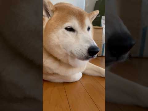 柴犬福の肉球泥棒事件！笑顔あふれるハプニング映像 サムネイル