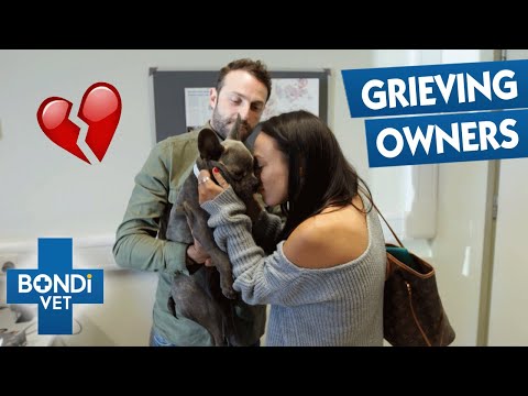 Saddest Owner Goodbyes To Pets | Bondi Vet Compilation