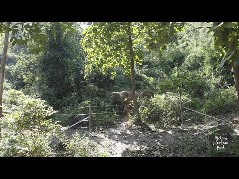 Our Night Fence: A Dream Realized