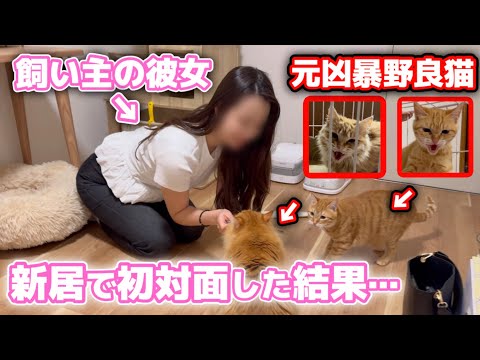 新居に初めて彼女が遊びにきたら猫4匹がまさかの反応でした…