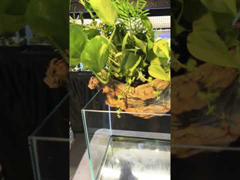 First rimless paludarium with floating island 