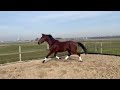 Dressage horse Talentvol dressuurpaard