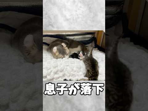 やべぇ❗️猫生の終わりを悟ったパパ猫の表情に爆笑〜命拾い編