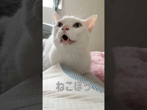 猫の動画サムネイル - 絶対に返事してくれる猫チロさん #shorts
