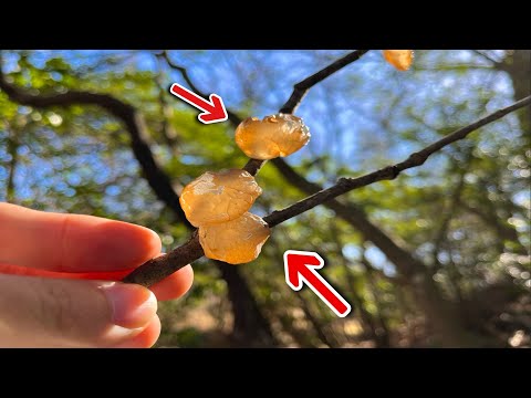 木の枝に生える謎のブニブニの味が○○すぎた