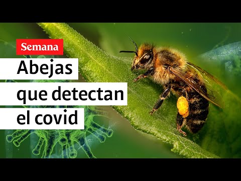 Científicos entrenan abejas para detectar covid-19 | Mónica Jaramillo en Semana