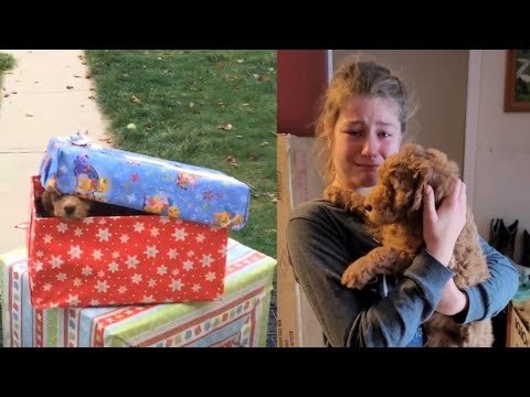 Christmas Puppy Surprise 2021 - Kids getting Puppy as a Christmas Present