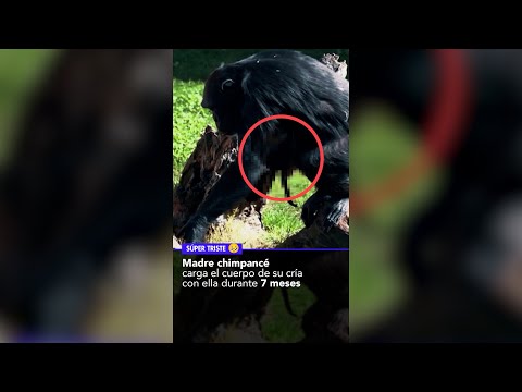 Madre chimpancé pierde a su cría @SoyAlmaCervantes