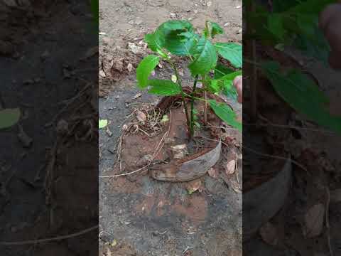 อัพเอทต้นกระท่อมเสียบยอดที่ลงด