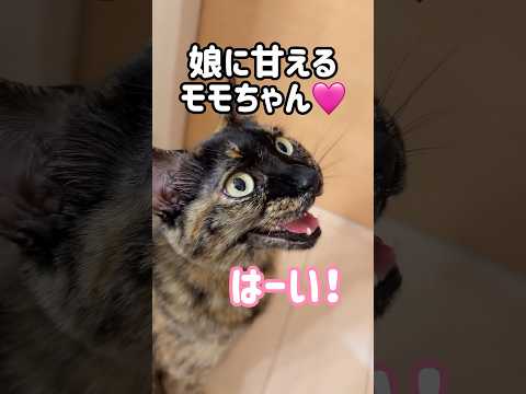 猫の動画サムネイル - 娘とパパに鳴いて甘えるサビ猫が可愛すぎます！ #shorts