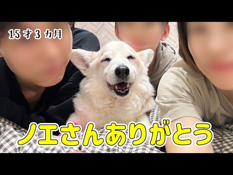 我が家の可愛い天使ちゃんが、天使になりました