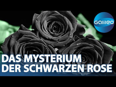 Die schwarzen Rosen von Halfeti , was verbirgt sich hinter dem Naturphänomen? | Galileo | ProSieben