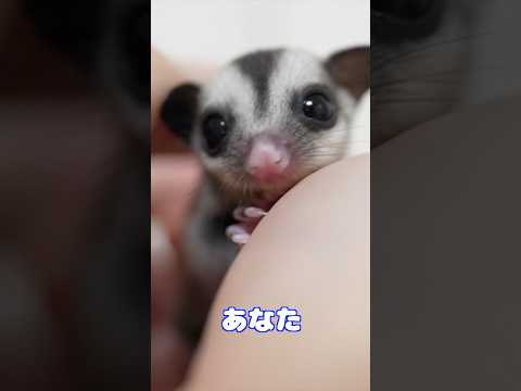 赤ちゃんの目が開きました！可愛すぎて鼻血でそう（笑） #エキゾチックアニマル #フクロモモンガ #ペット #癒し #可愛い #ベビー