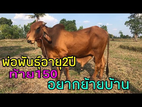 พ่อพันธุ์พร้อมใช้งาน-อายุ2ปี-อ พ่อพันธุ์พร้อมใช้งาน-อายุ2ปี-อ