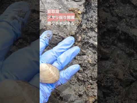 能取湖アサリ採り開幕#潮干狩り #アサリ #能取湖