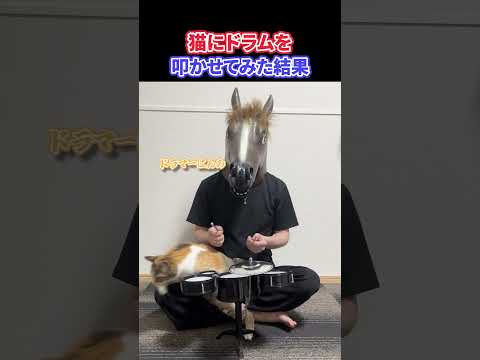 猫にドラムを叩かせてみた結果 #shorts #猫 #猫のいる暮らし