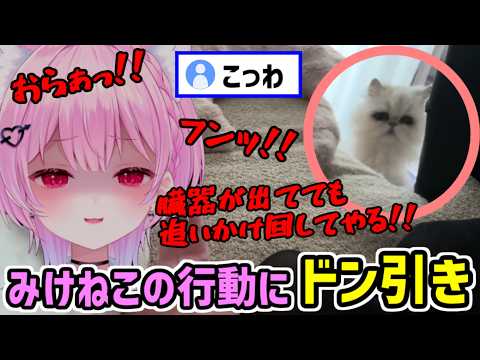 ナイフで襲われたときの対処法を実演するみけねこを見てドン引きする飼い猫 【みけねこ 切り抜き】【2026/04/03】
