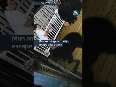 A #bear tried to attack two dogs while their owner had his back turned #itvnews #usa #newjersey