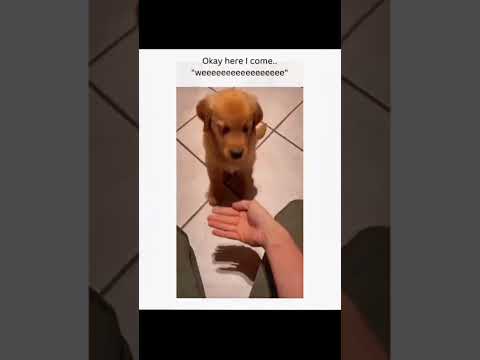 funnydogs#cute#doglover#doglife#cure#dogshorts#pet#doglife#dogshorts