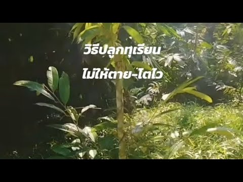 วิธีปลูกทุเรียนไม่ตาย-โตไว