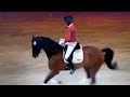 Dressage horse Geweldig & super 5 jarige ruin van Bellissimo