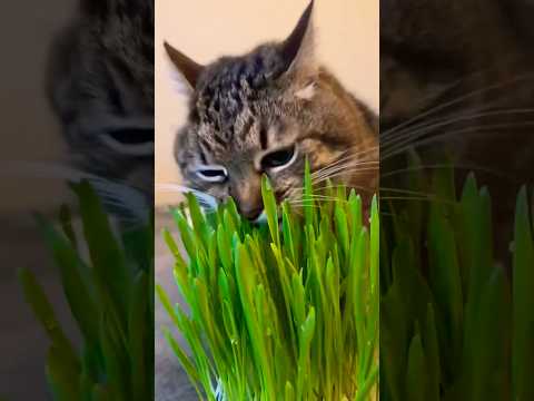 猫の癒しの秘密とかわいい猫の魅力をご紹介 サムネイル