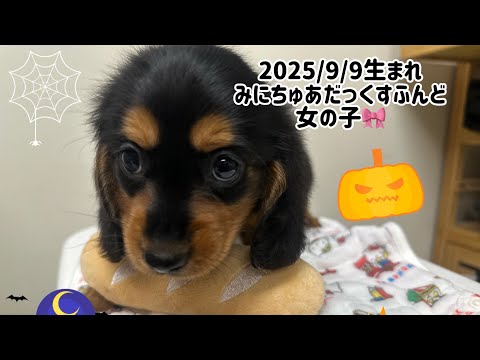2025/9/9生まれのミニチュアダックスフンド4兄妹の女の子