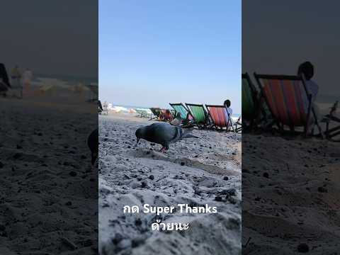 นกกินข้าวริมทะเลกดSuperThank