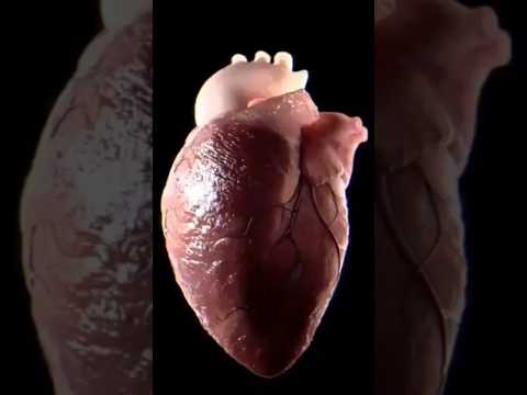 इन पांच लक्षणों को कभी ना करे इग्नोर.. #drrobin #ayurved #food #doctor #remedy