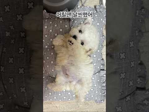어릴땐 날씬했다개 #강아지영상 #dogshorts #cutedog #bichon #어릴땐날씬했지 #diet