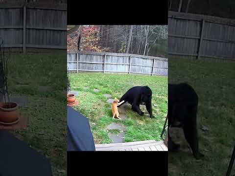 Le chat courageux n'abandonne pas et chasse l'ours #animaux #animaux de compagnie #chat